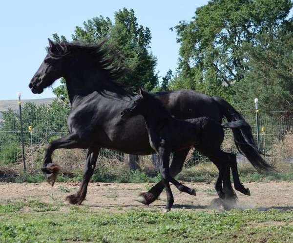 live-cover-friesian-horse