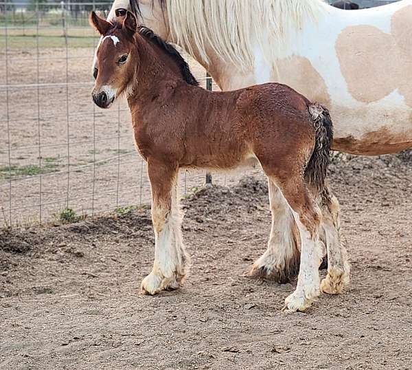 gypsy-vanner-filly