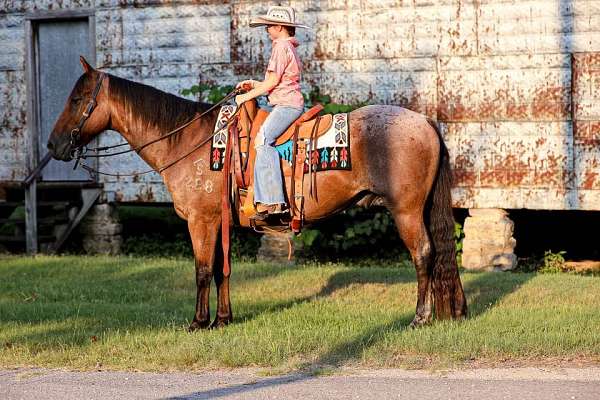 bay-roan-star-horse