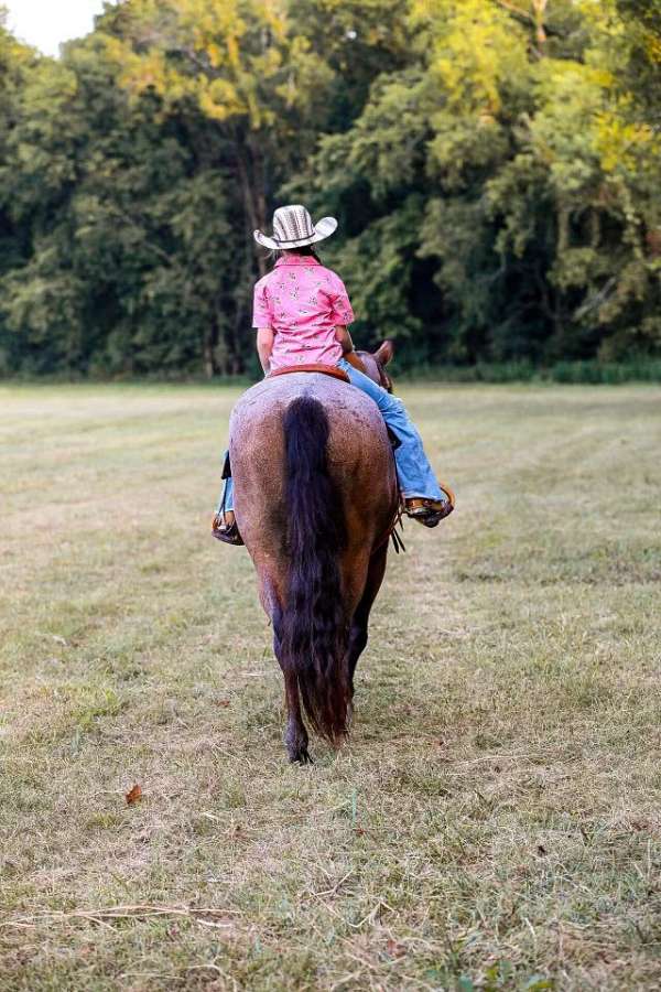 beginner-safe-quarter-horse