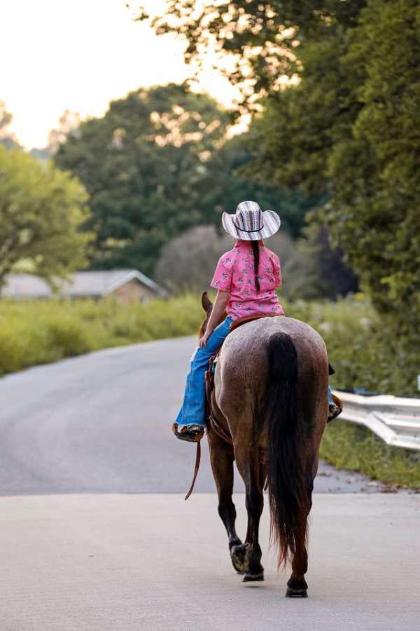 ranch-work-quarter-horse