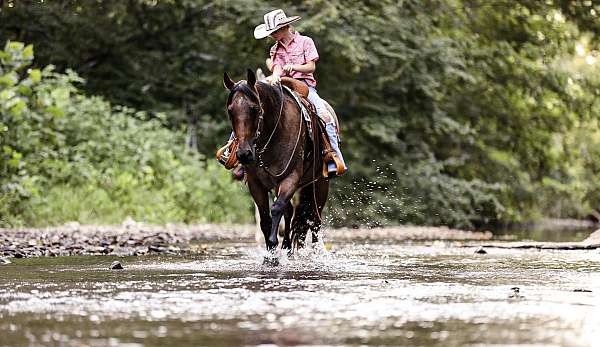 trail-quarter-horse