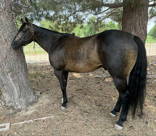 buckskin-sock-horse