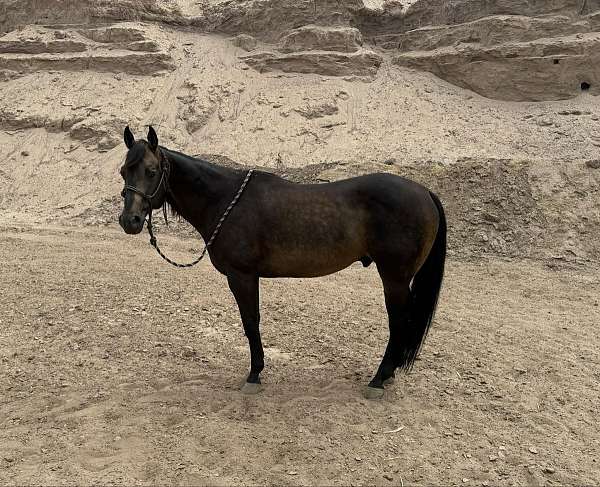 ranch-work-quarter-horse