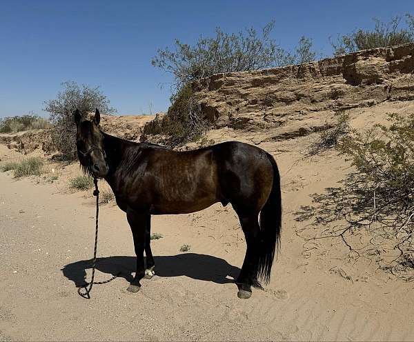 all-around-quarter-horse