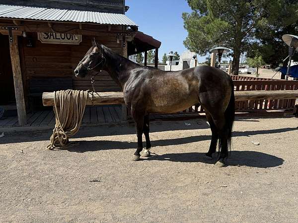 athletic-quarter-horse