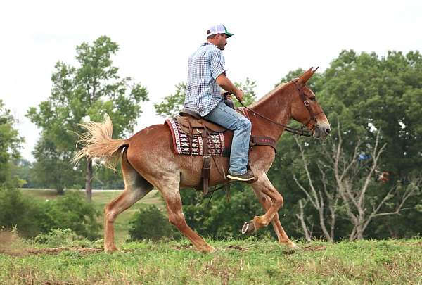 ranch-work-quarter-horse