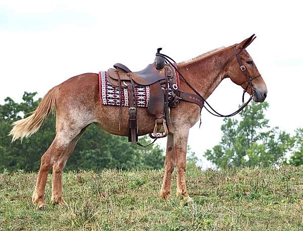 sorrel-roan-horse