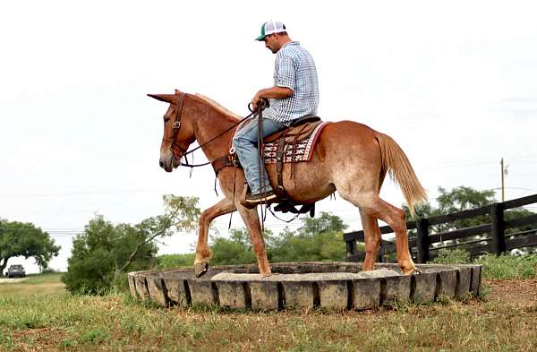 family-horse-quarter