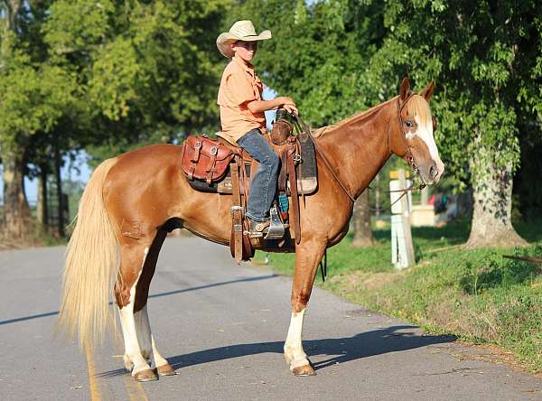 beginner-safe-quarter-horse