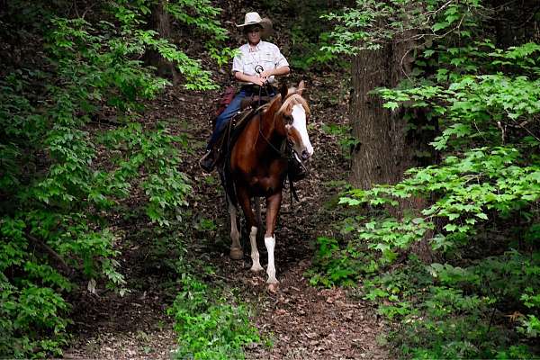 trail-quarter-horse