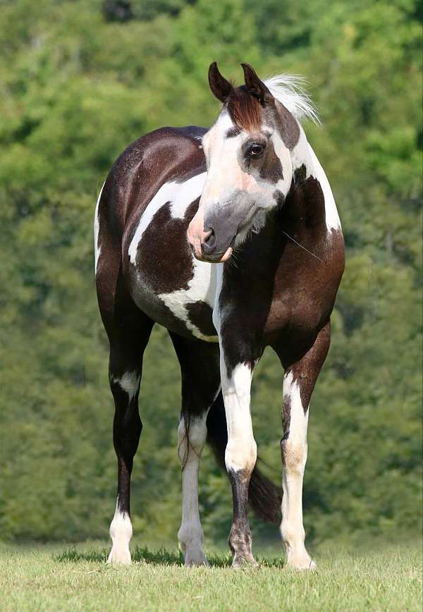 tobiano-bald-face-horse