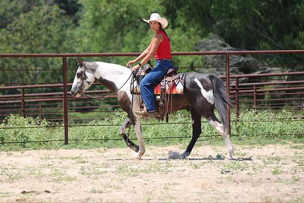 beginner-safe-quarter-horse