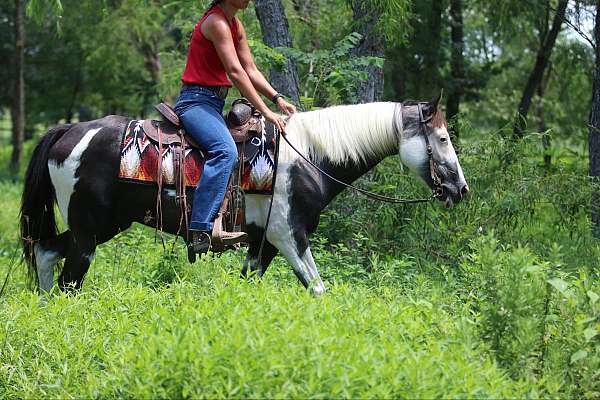 beginner-quarter-horse