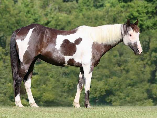 flashy-quarter-horse