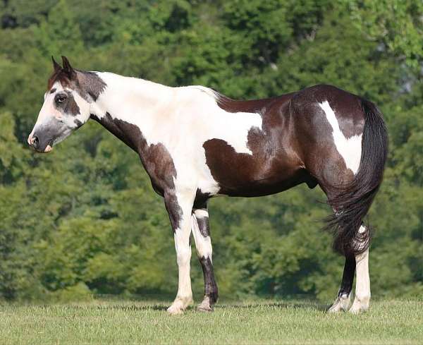 husband-safe-quarter-horse