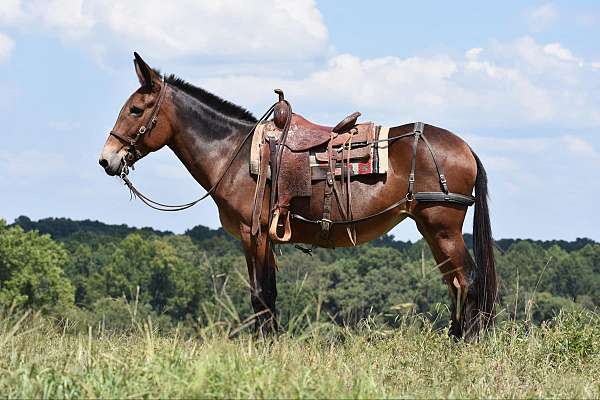 buckskin-blaze-horse