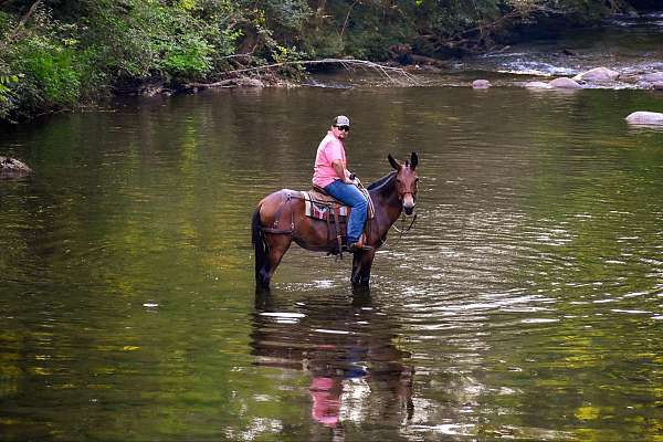 all-around-quarter-horse