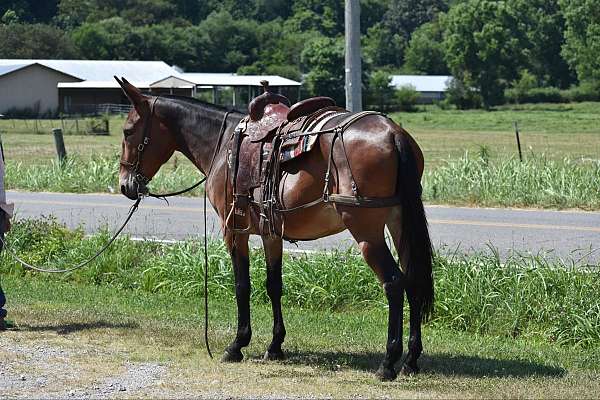 athletic-quarter-horse