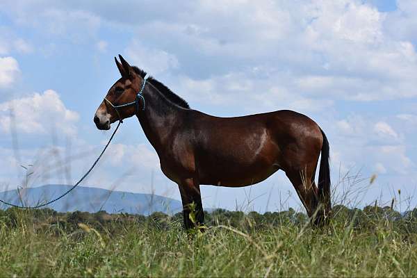 trail-quarter-horse