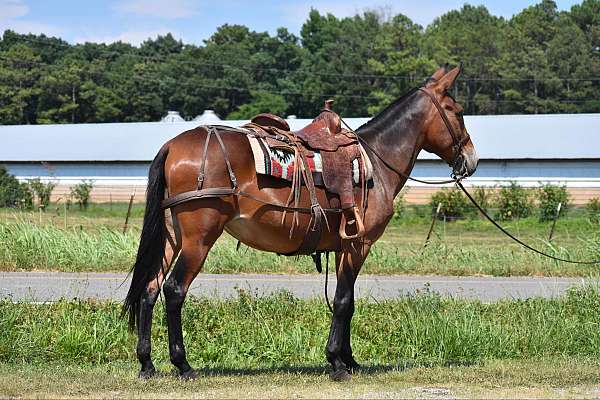 beginner-quarter-horse