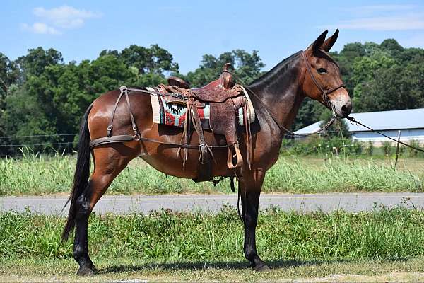 flashy-quarter-horse