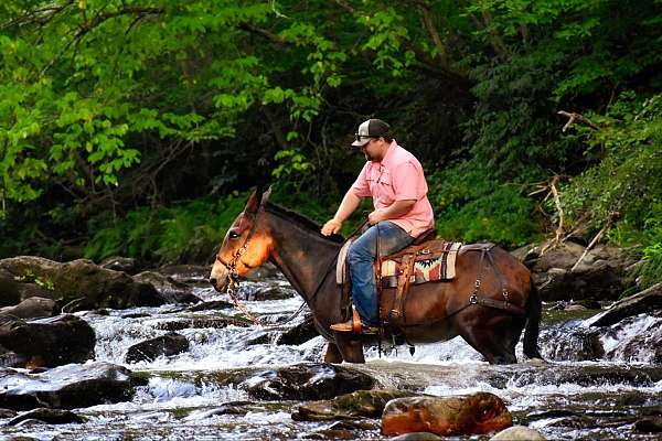 flemingsburg-horse