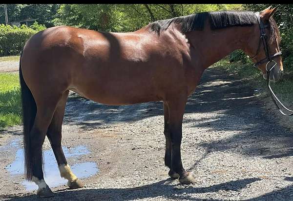 mustang-pony-for-sale