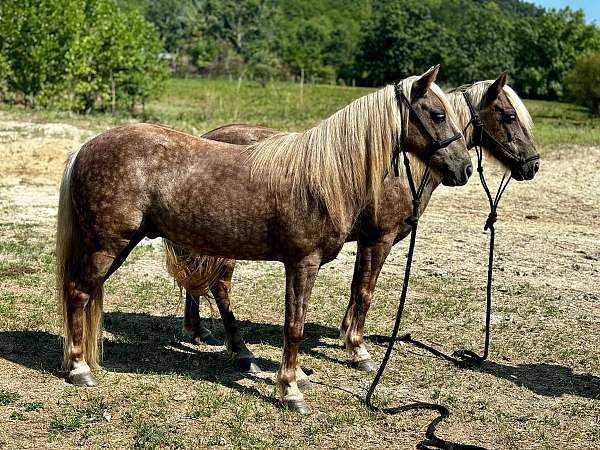 ranch-work-quarter-pony