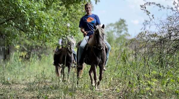 all-around-quarter-pony