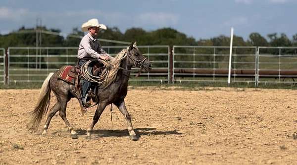 beginner-quarter-pony