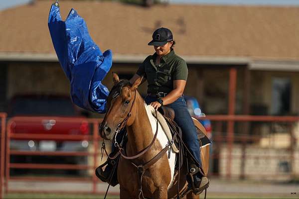 bay-roan-athletic-donkey