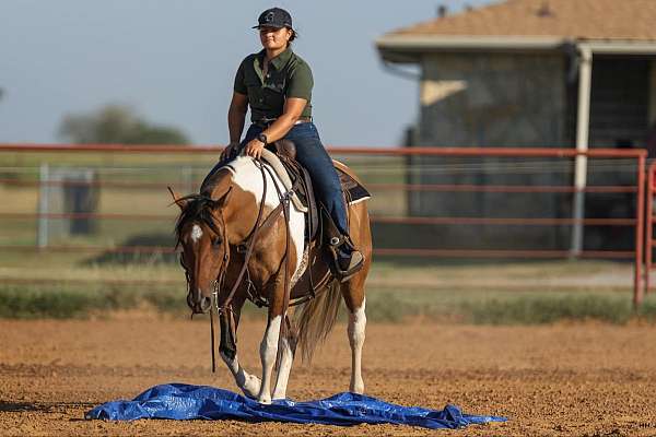 bay-roan-beginner-donkey