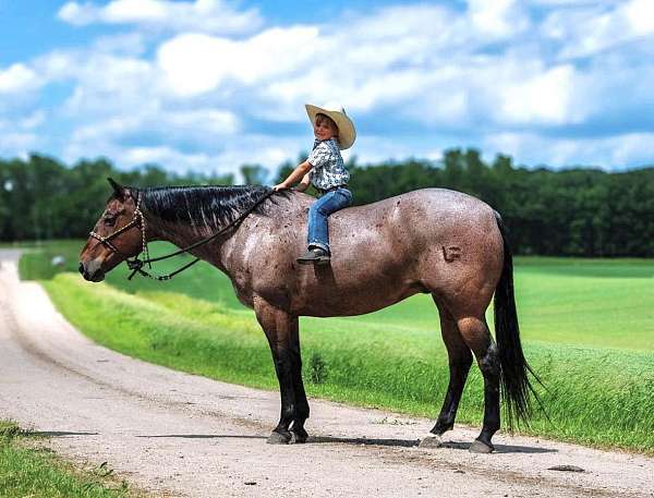 bay-roan-sock-horse