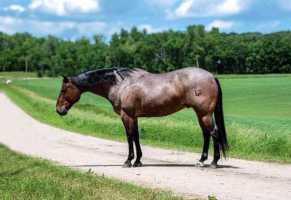 beginner-safe-quarter-horse