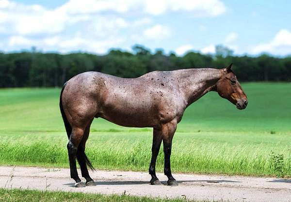 ranch-work-quarter-horse