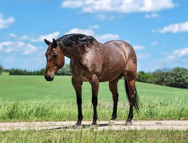 family-horse-quarter