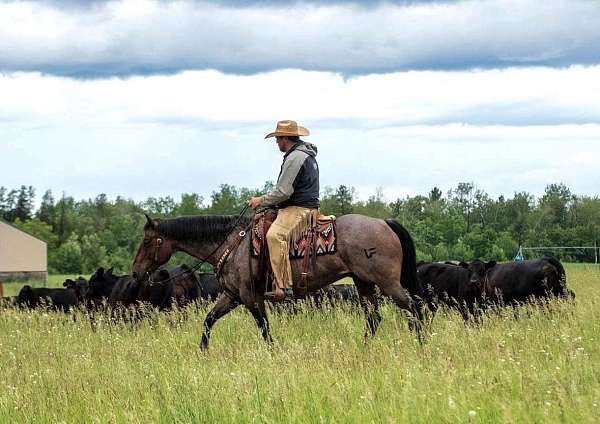 trail-quarter-horse