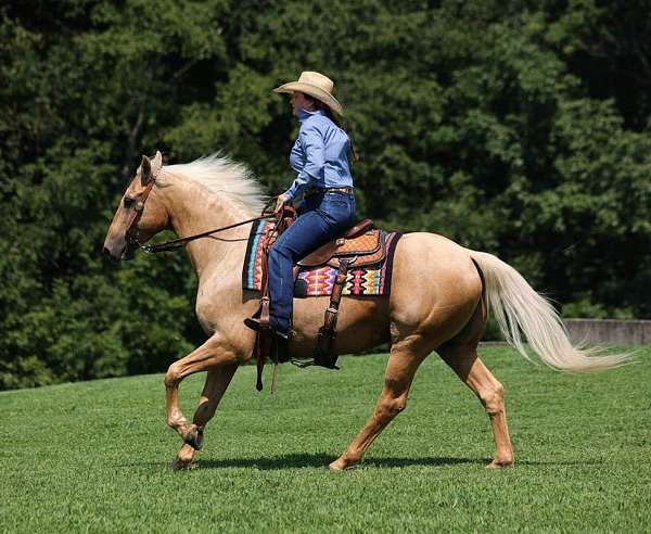 family-horse-quarter