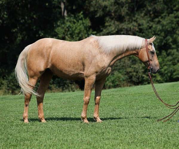 trail-quarter-horse