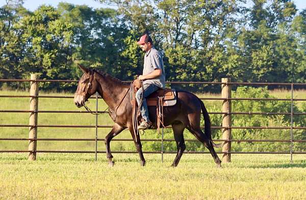 beginner-safe-quarter-horse