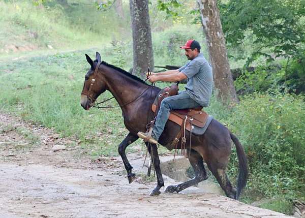 trail-quarter-horse