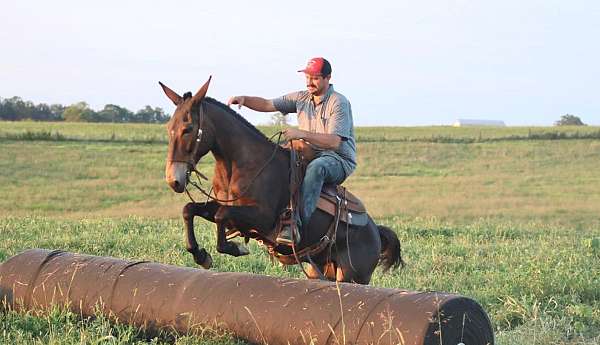 athletic-quarter-horse