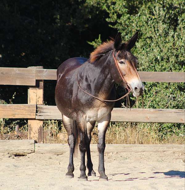 ranch-work-quarter-horse