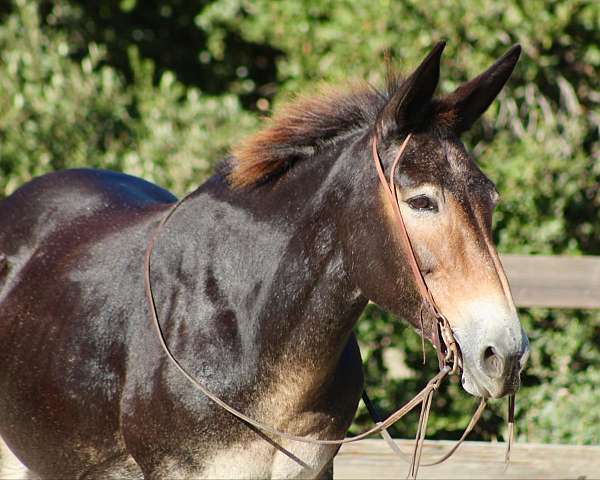 family-horse-quarter