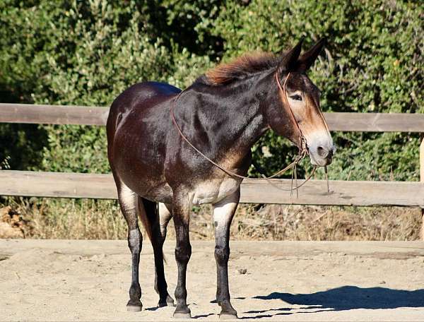 trail-quarter-horse