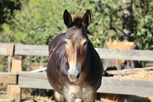 draft-quarter-horse