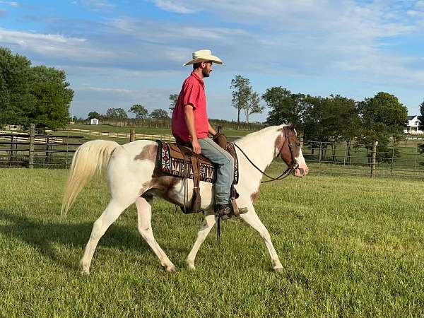 bay-roan-star-horse