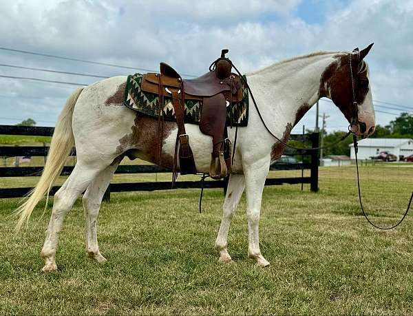 all-around-quarter-horse