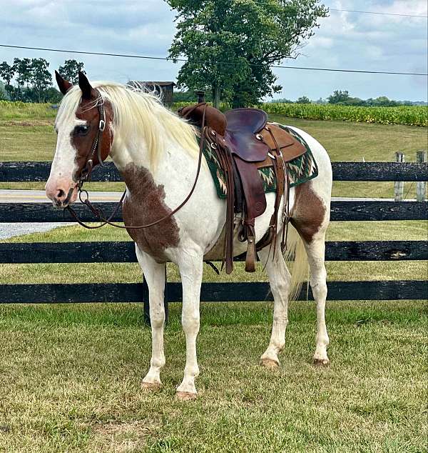 athletic-quarter-horse